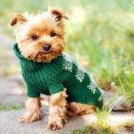 Dog Cloth